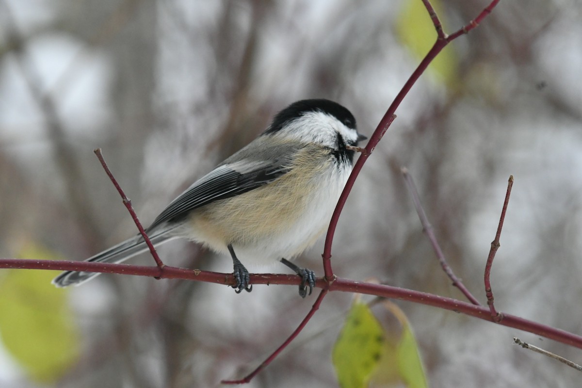 Black-capped Chickadee - ML645072901