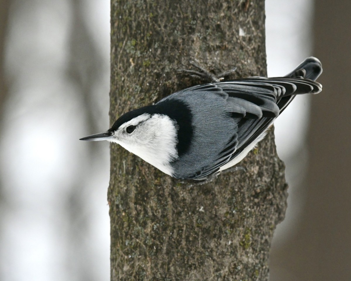 White-breasted Nuthatch - ML645072909