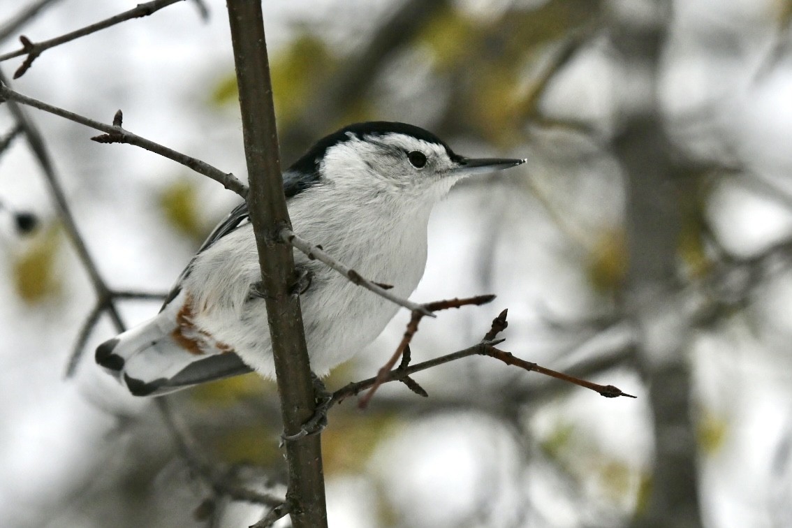 White-breasted Nuthatch - ML645072910
