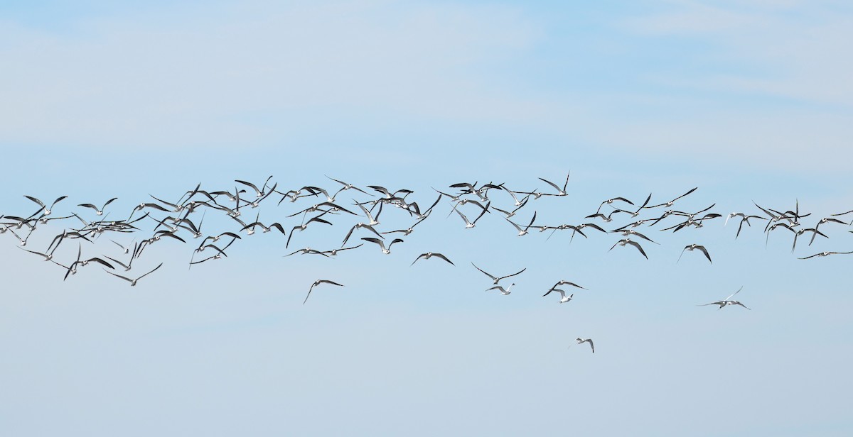 Kara Makasgaga - ML645072922