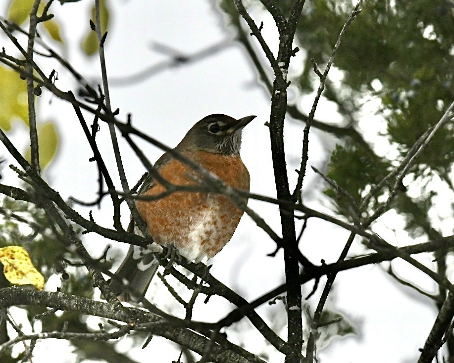 American Robin - ML645072931