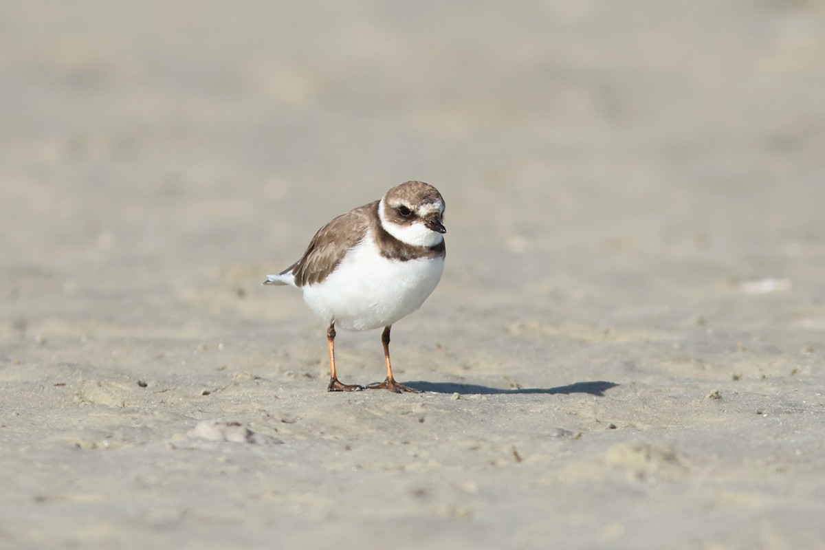 Perdeli Cılıbıt - ML645072937