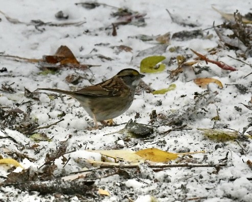 White-throated Sparrow - ML645072941