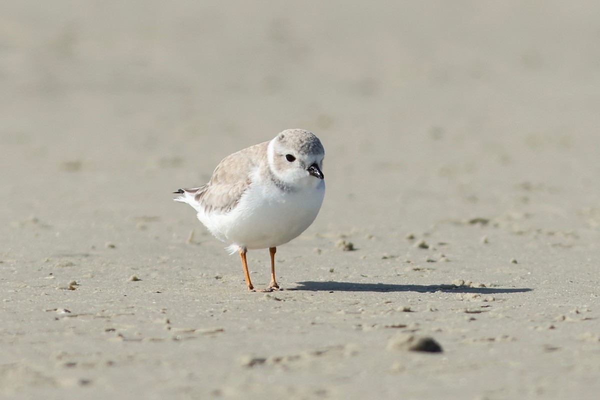 Islıkçı Cılıbıt - ML645072947