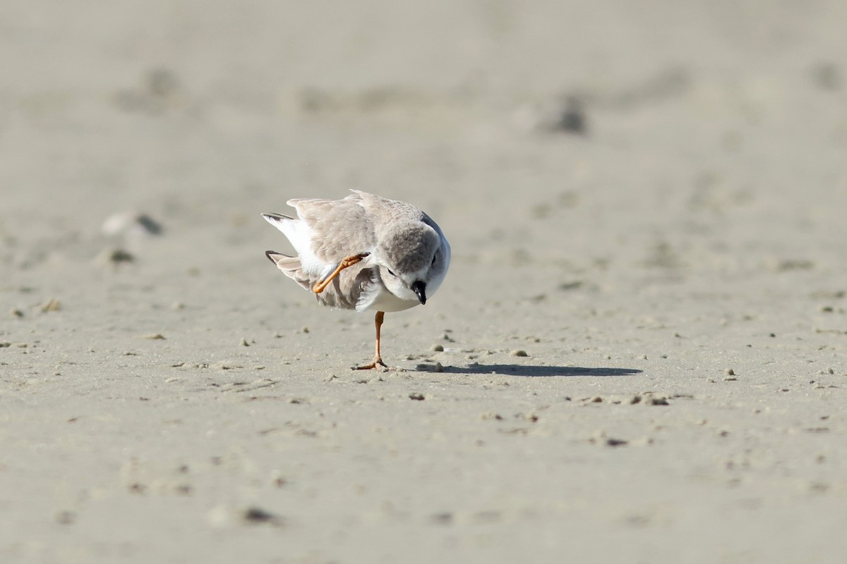 Islıkçı Cılıbıt - ML645072953