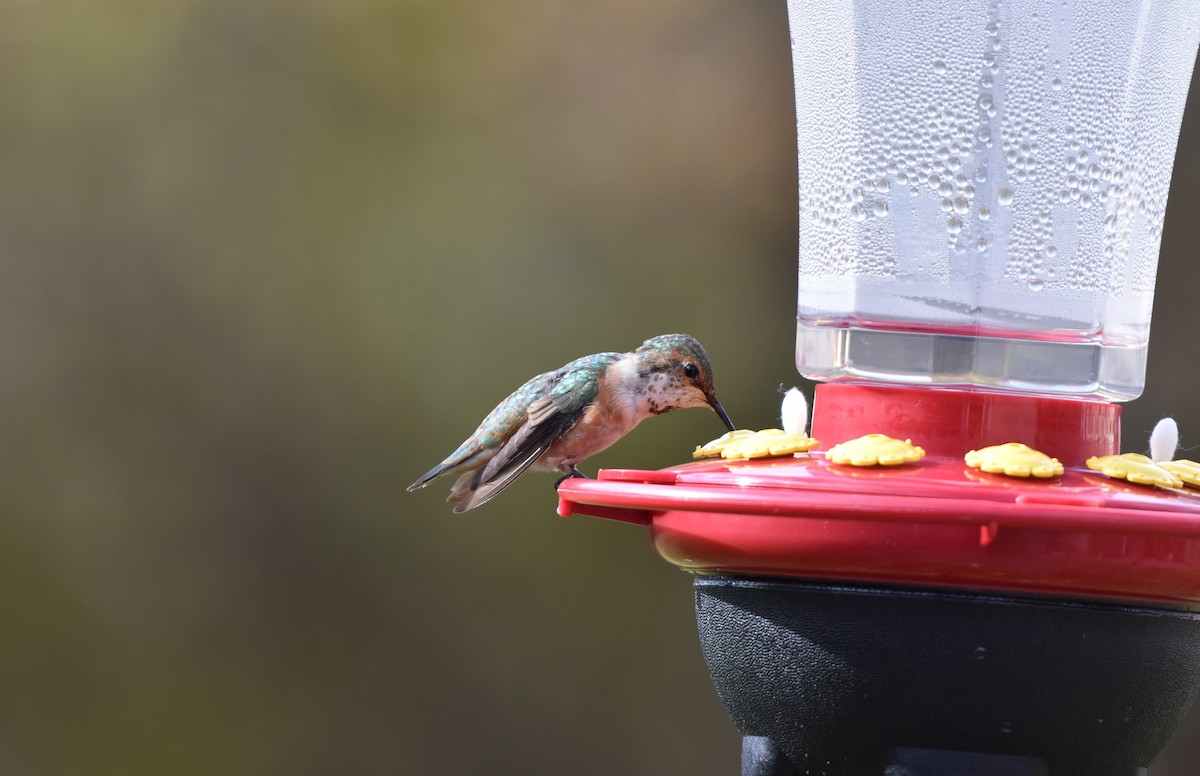 Rufous Hummingbird - ML645072955