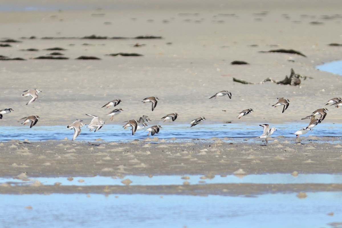 Islıkçı Cılıbıt - ML645072956