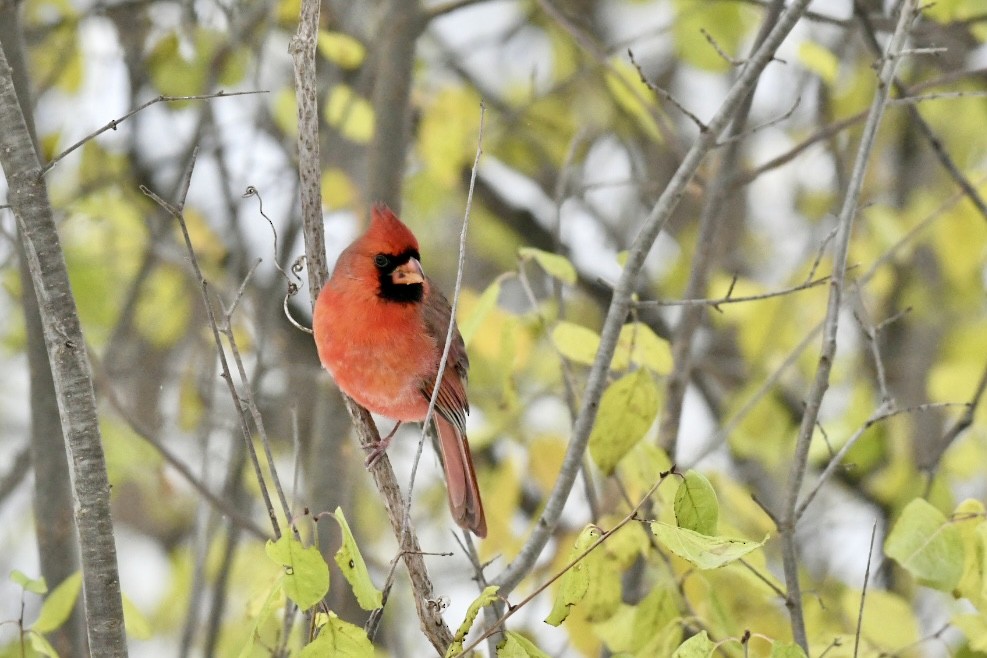 Northern Cardinal - ML645072957