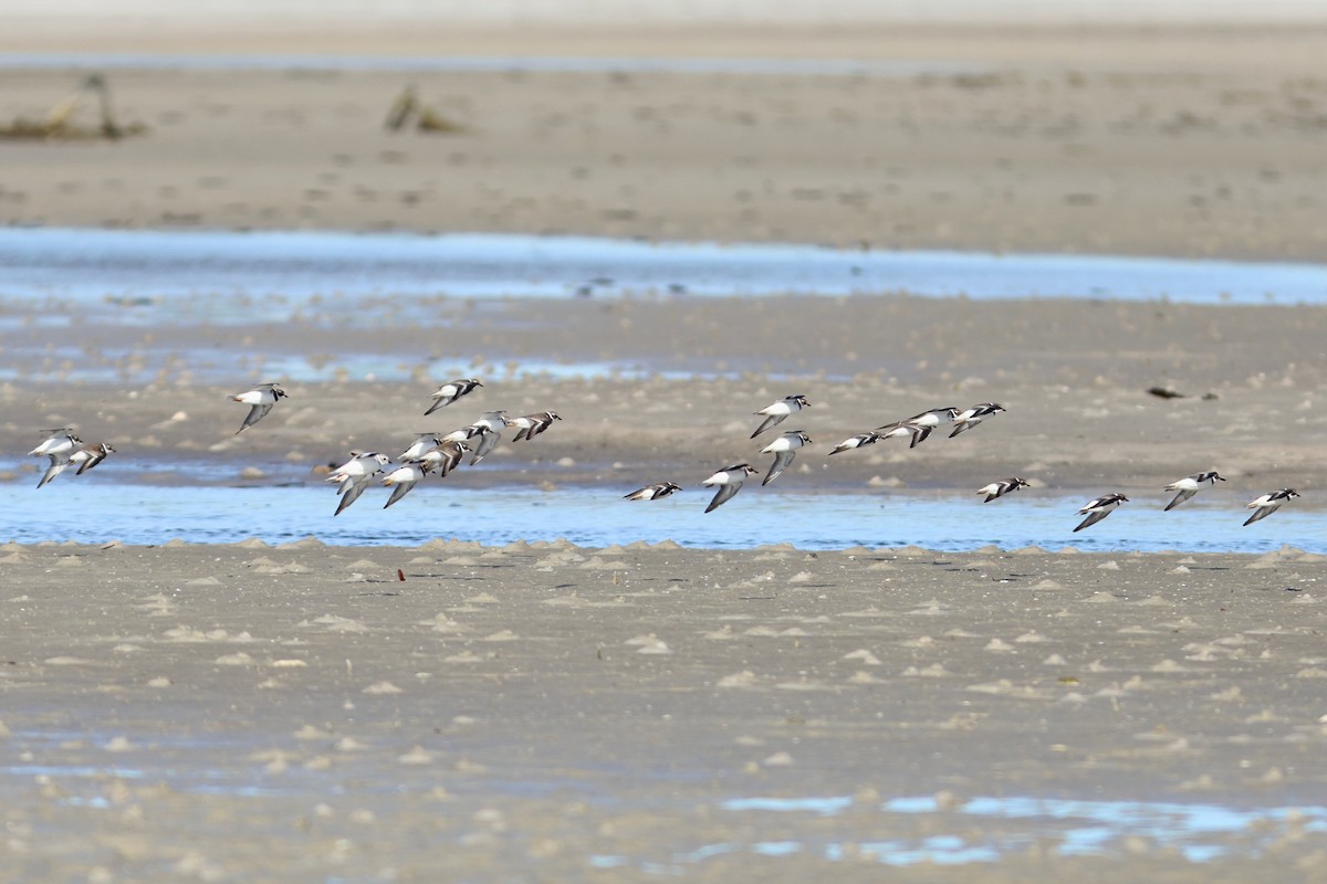 Perdeli Cılıbıt - ML645072961