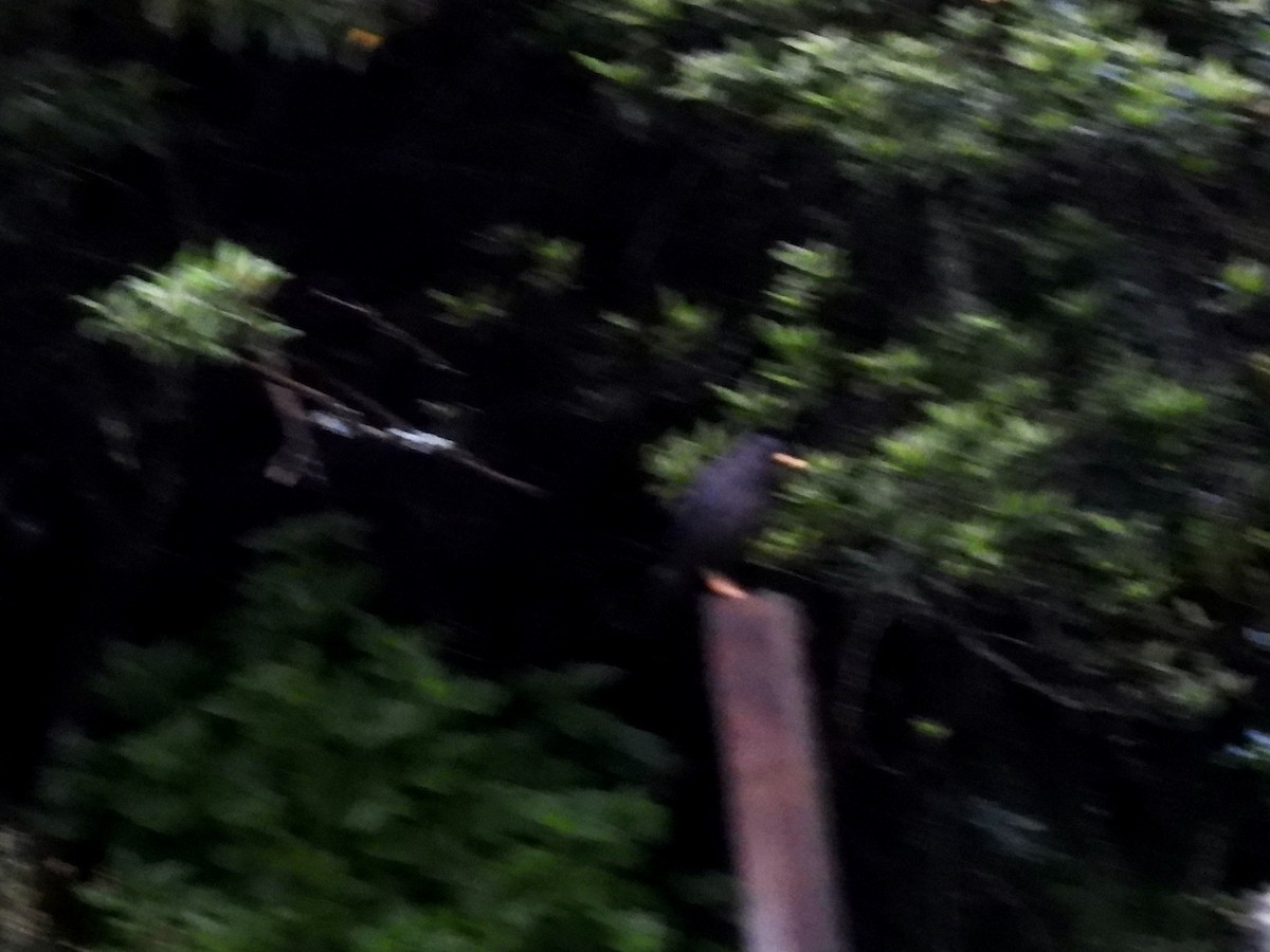 Merle fuligineux - ML645072983