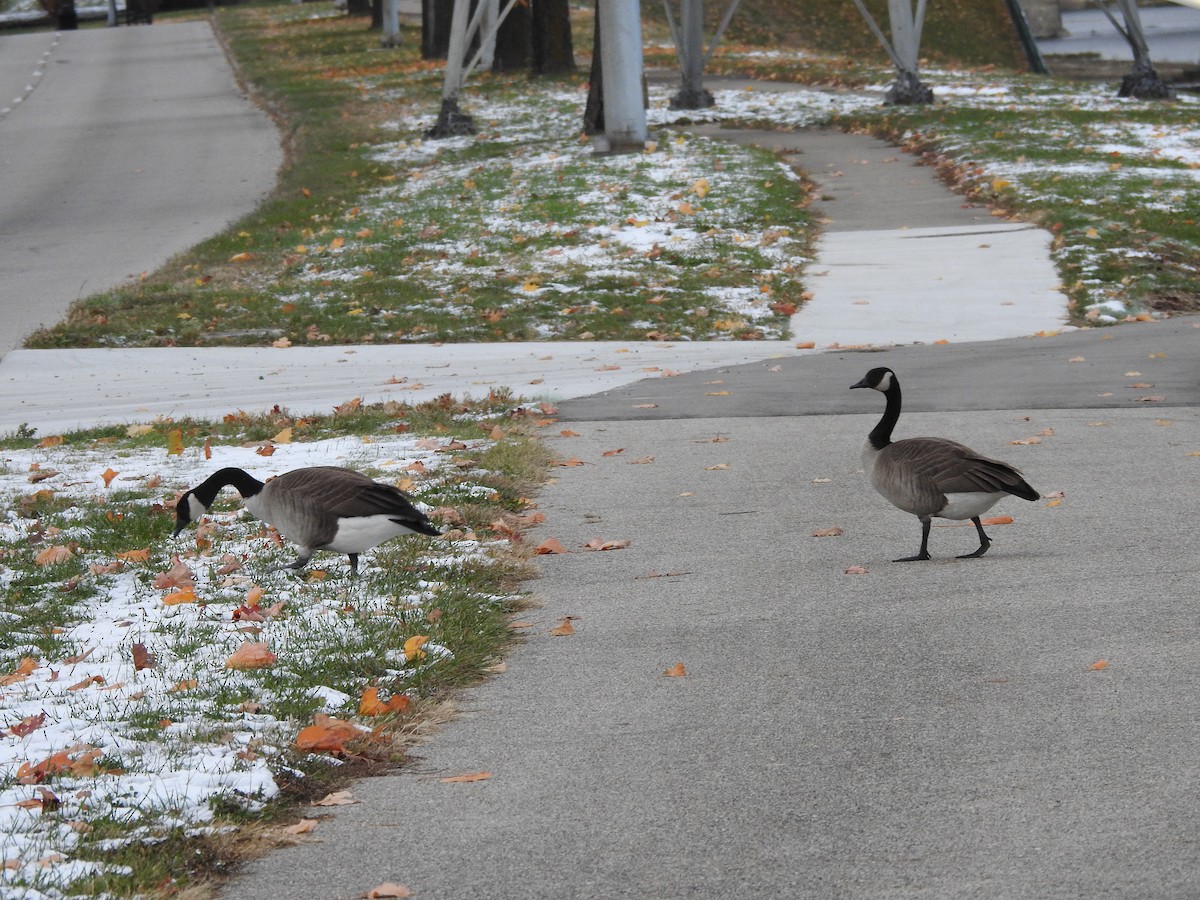 Oca canadese maggiore - ML645072984