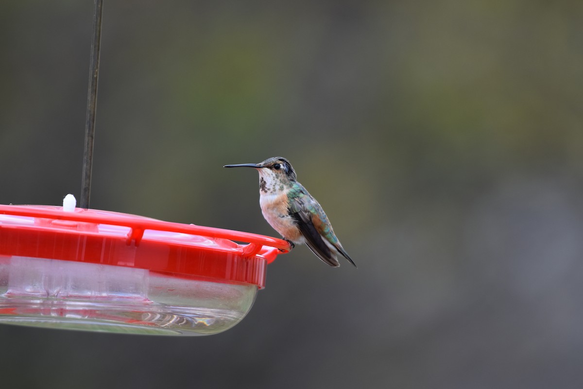 Rufous Hummingbird - ML645072990