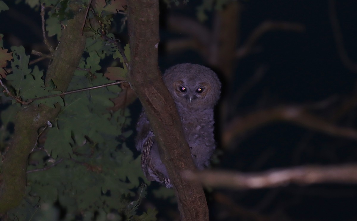 Chouette hulotte - ML645072992