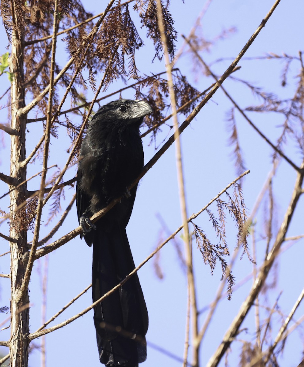 Groove-billed Ani - ML645072994