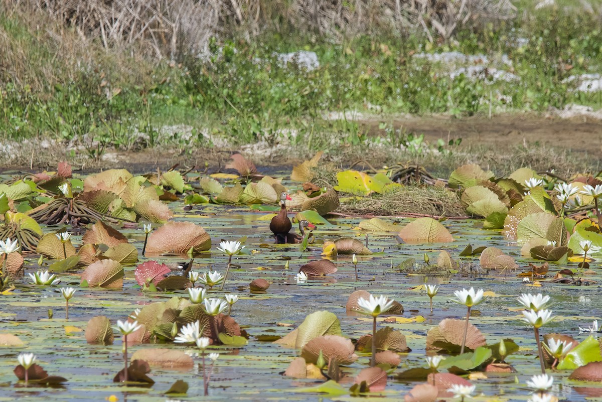 Suirirí Piquirrojo - ML645073009