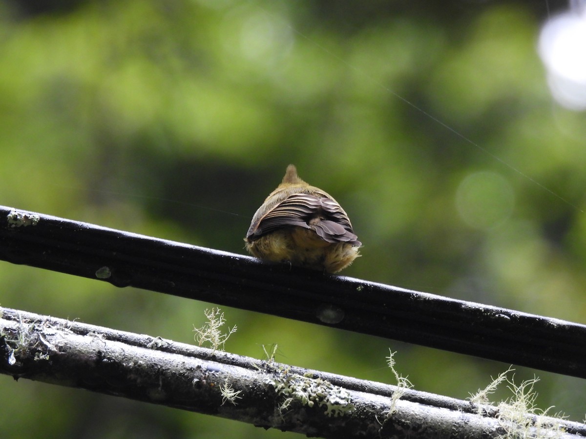 Tufted Flycatcher - ML645073012