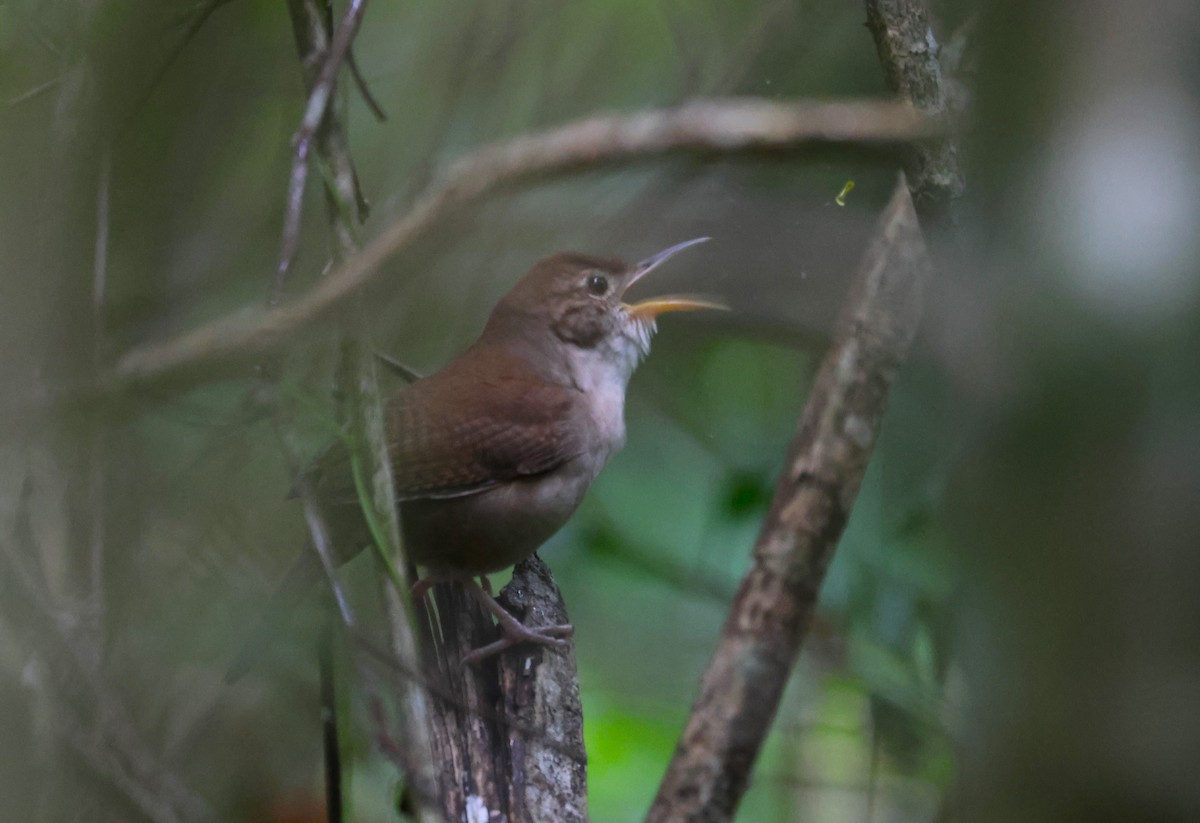 Cozumel Wren - ML645073018