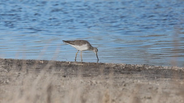 Greater Yellowlegs - ML645073036