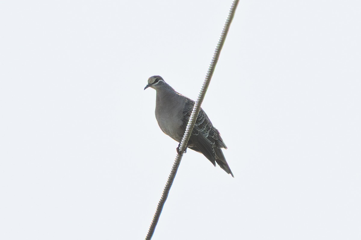 Common Bronzewing - ML645073040