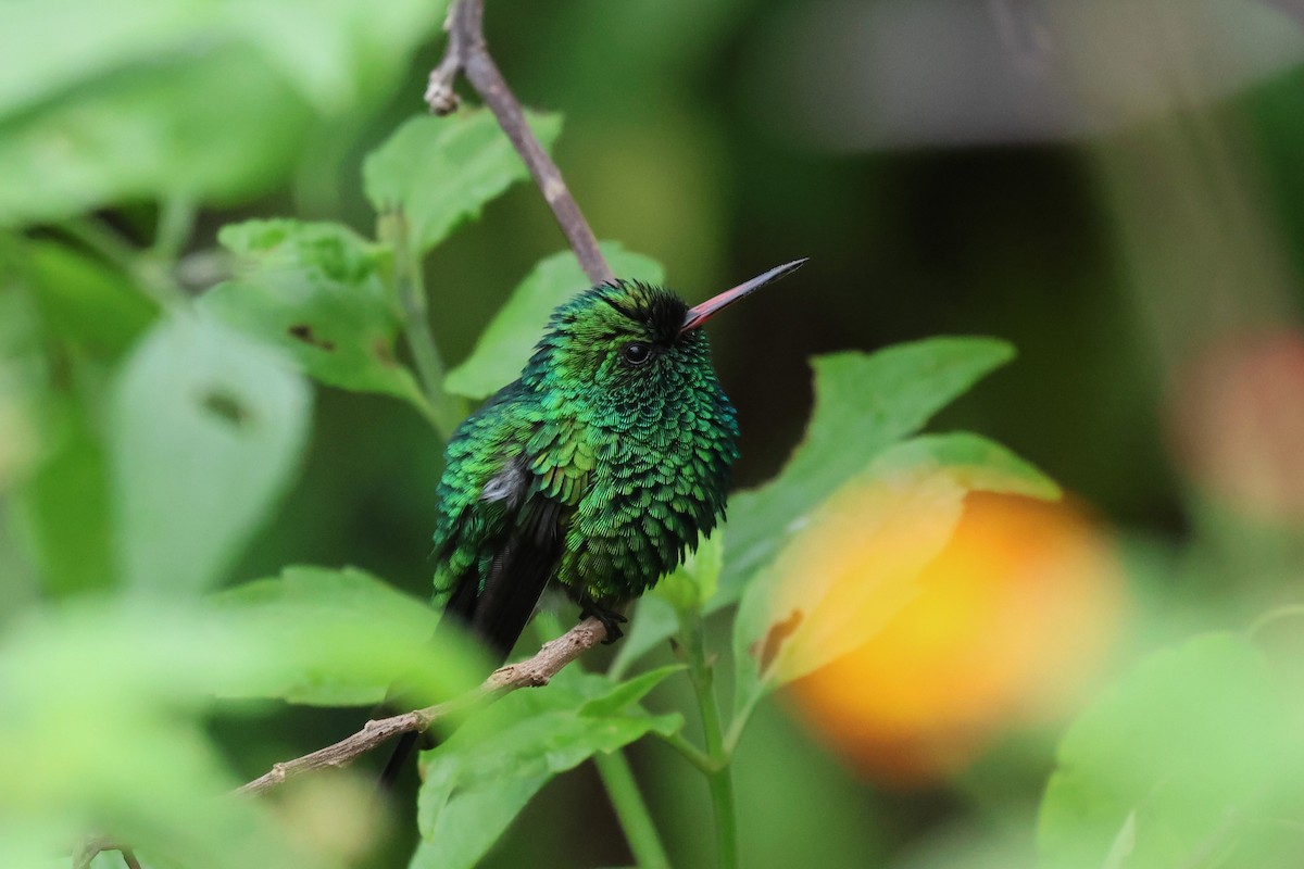 Kozumel Zümrütü - ML645073047