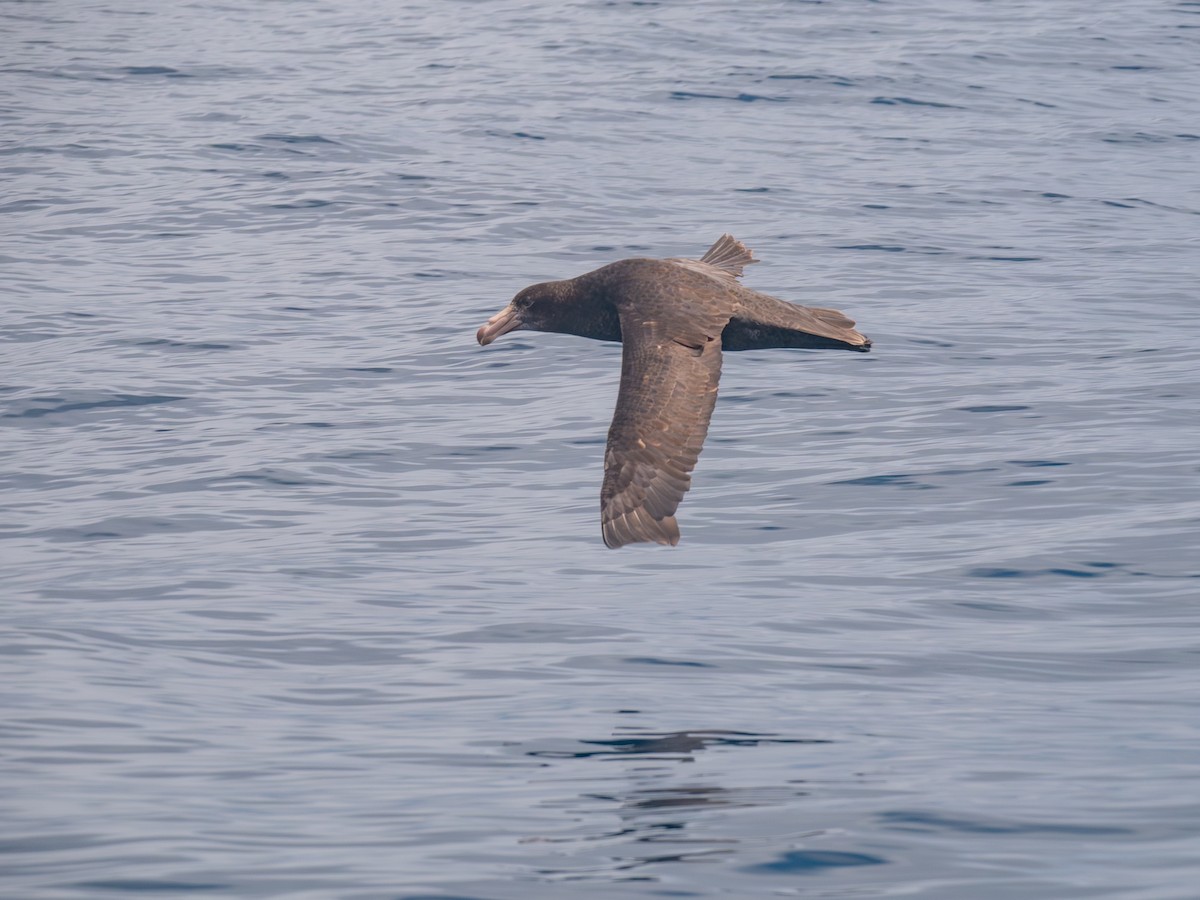 Northern Giant-Petrel - ML645073048