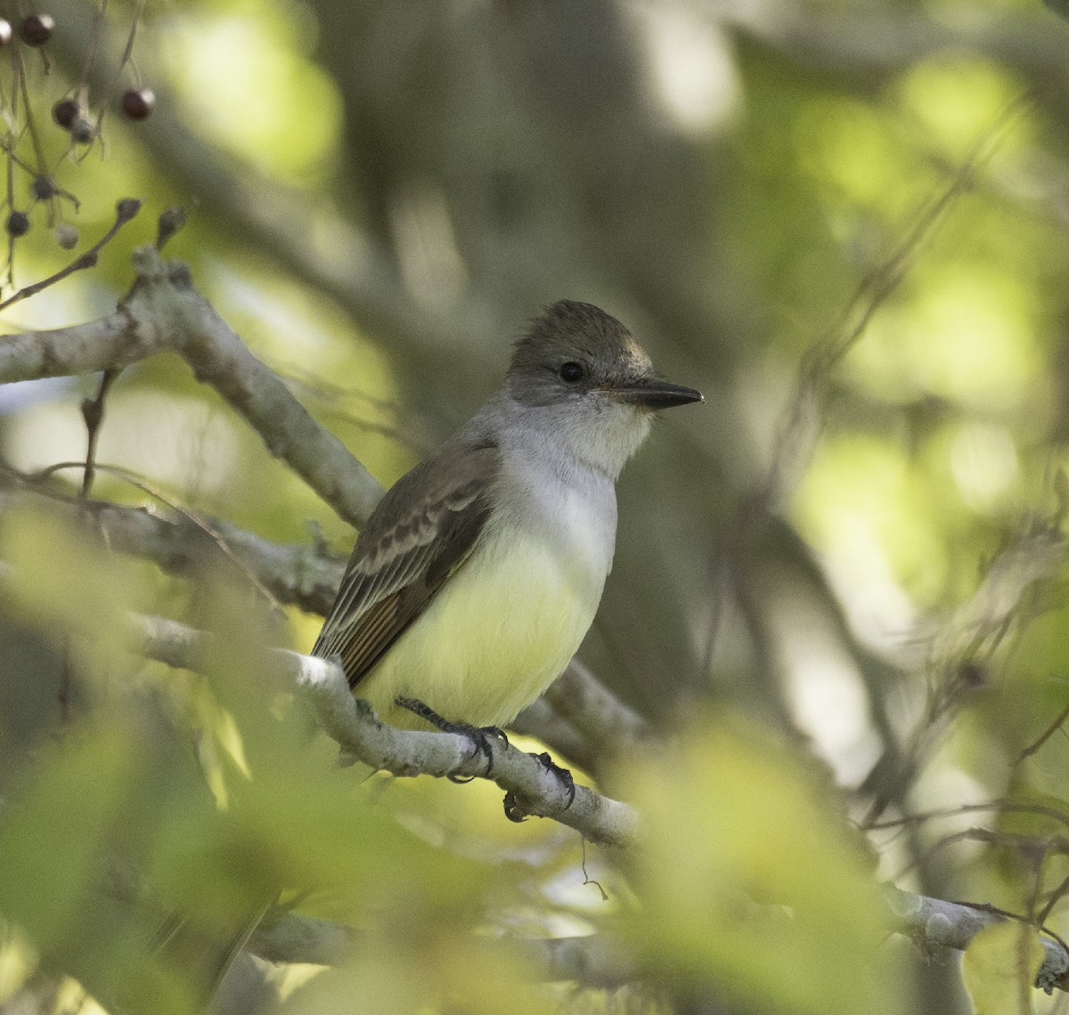 Ash-throated Flycatcher - ML645073055