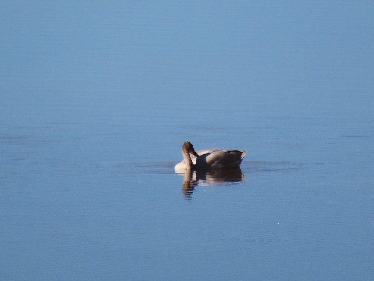 Гунгар хун - ML645073058