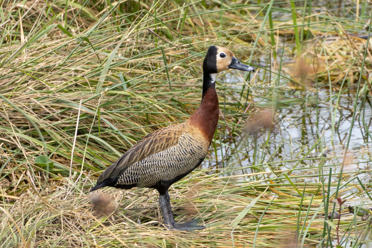 White-faced Whistling-Duck - ML645073062
