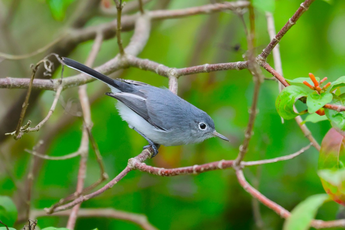 Blue-gray Gnatcatcher (Cozumel) - ML645073073
