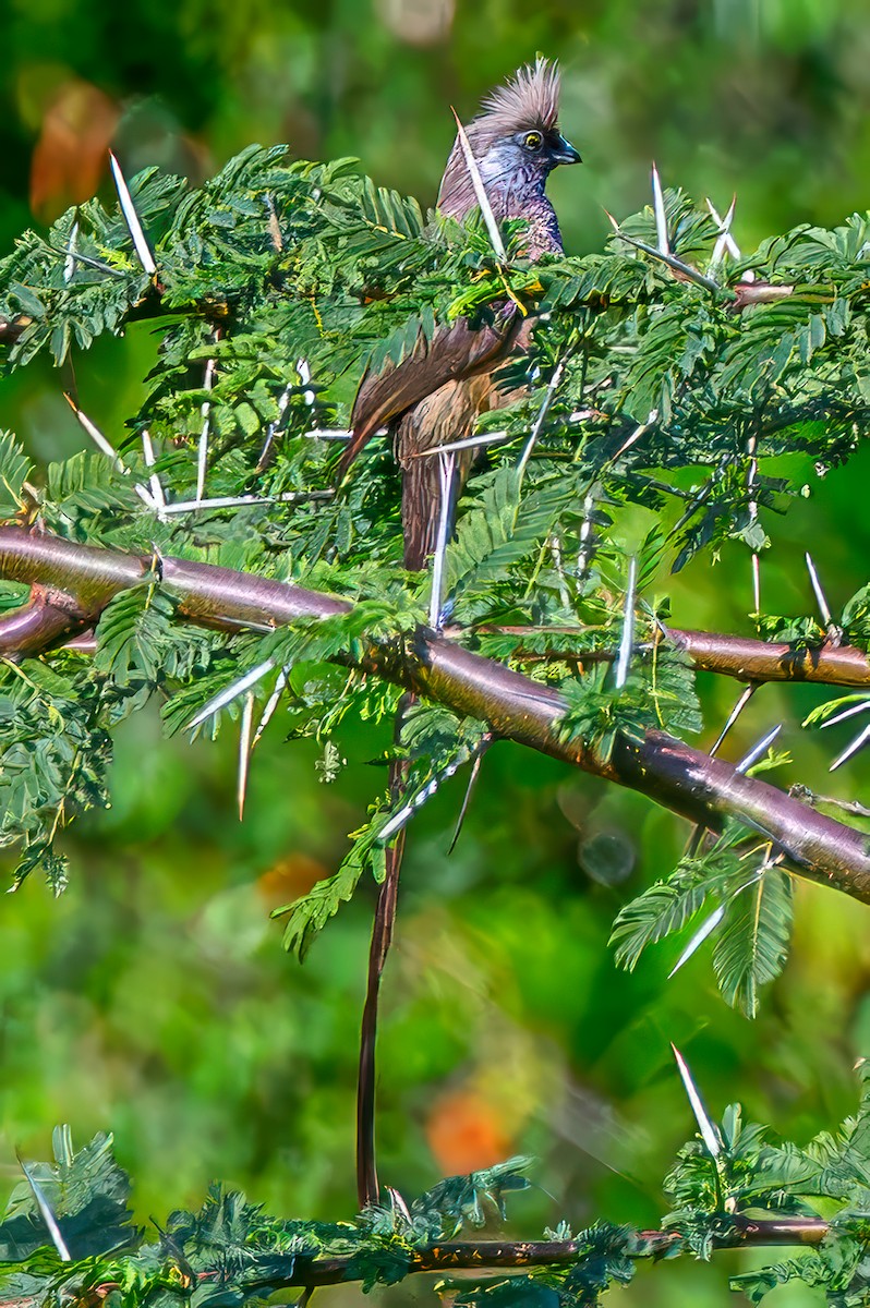 Speckled Mousebird - ML645073074