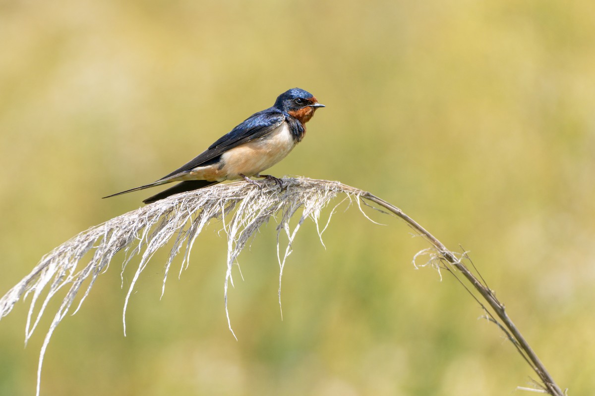Barn Swallow - ML645073075
