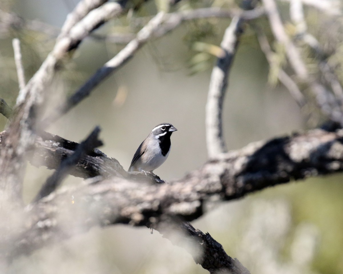 Black-throated Sparrow - ML645073082