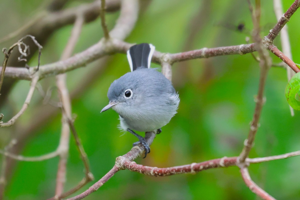 Blue-gray Gnatcatcher (Cozumel) - ML645073088