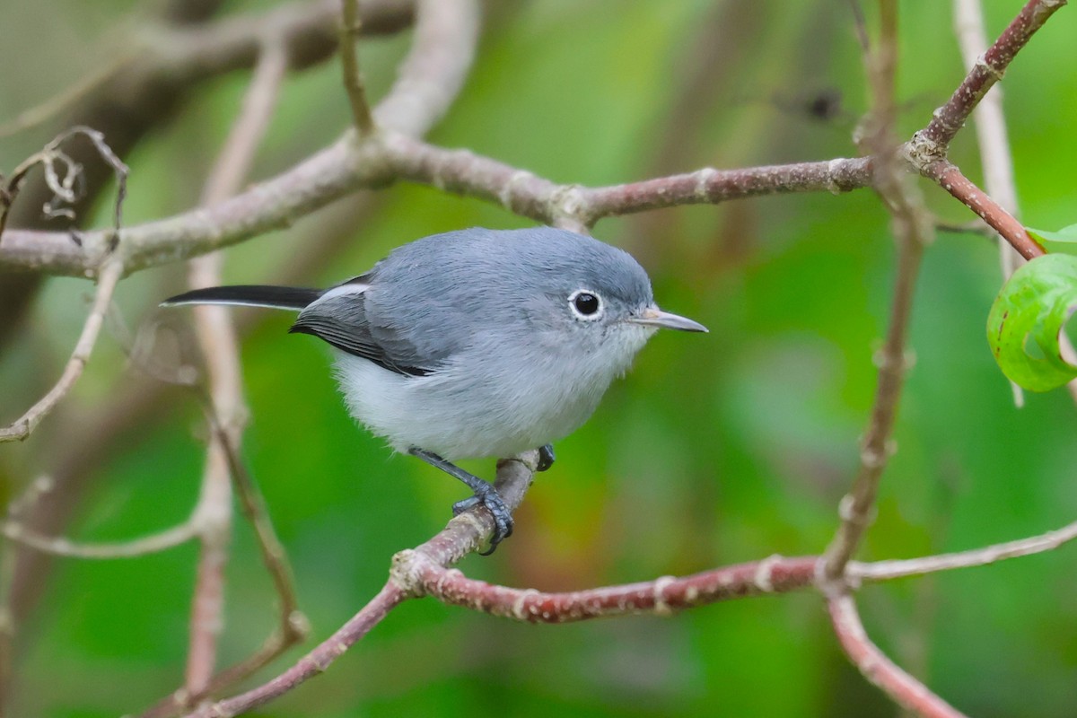 Blue-gray Gnatcatcher (Cozumel) - ML645073089