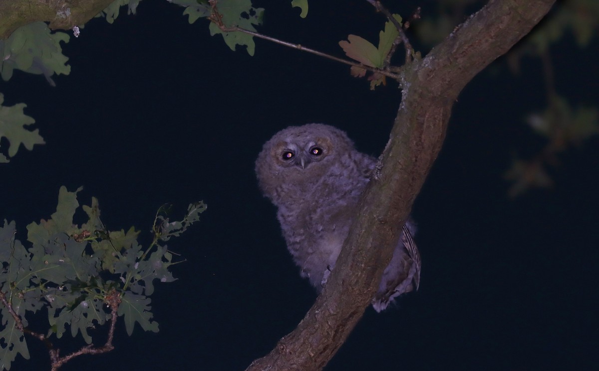 Chouette hulotte - ML645073099