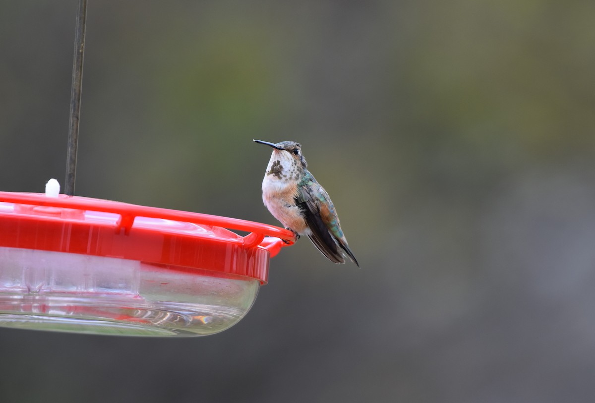 Rufous Hummingbird - ML645073100