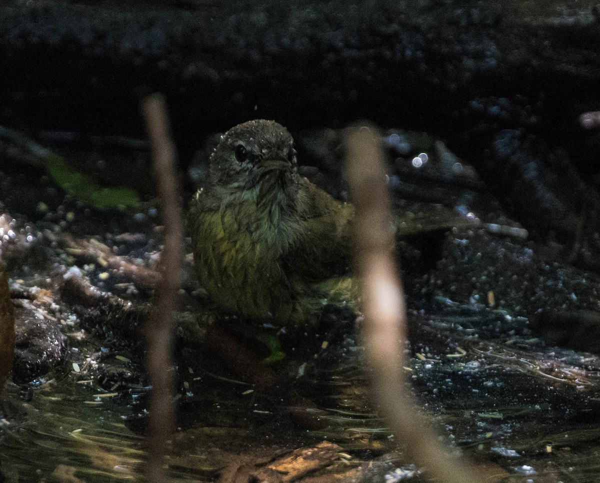 Orange-crowned Warbler - ML645073101