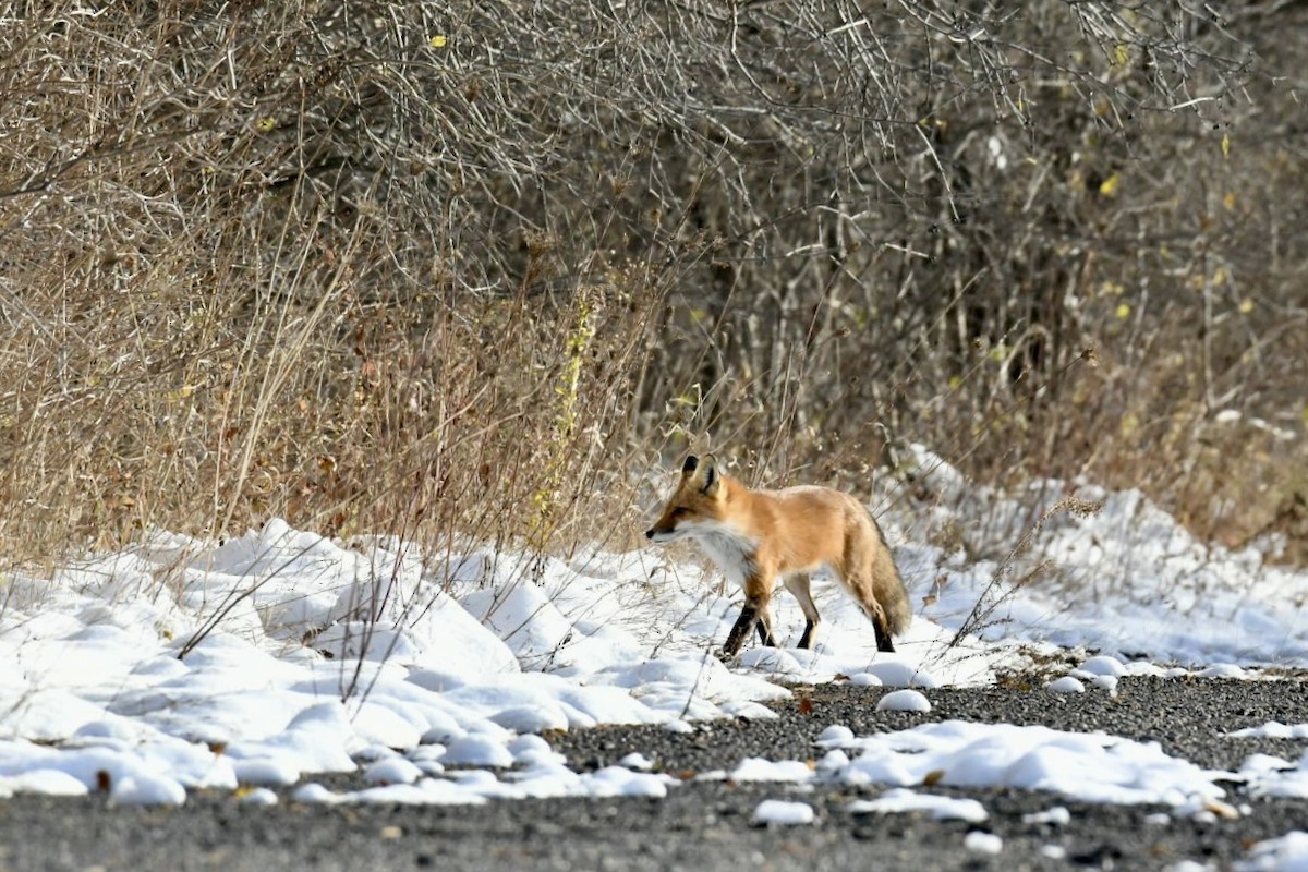 Animals - ML645073104