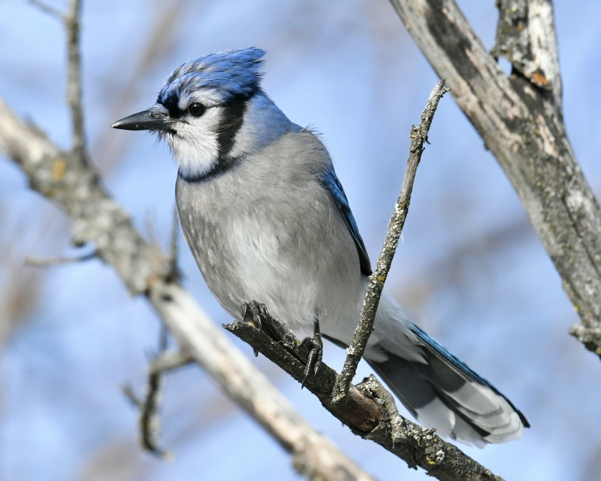 Blue Jay - ML645073116