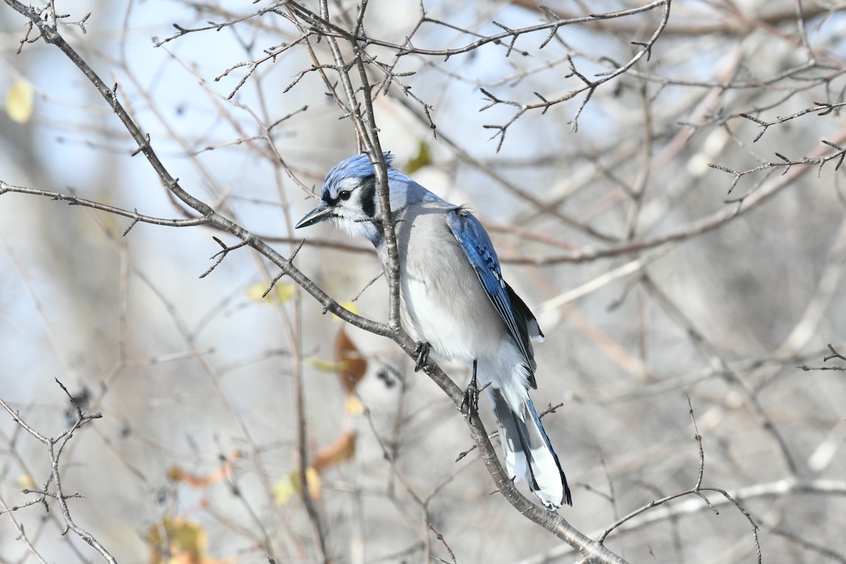 Blue Jay - ML645073117