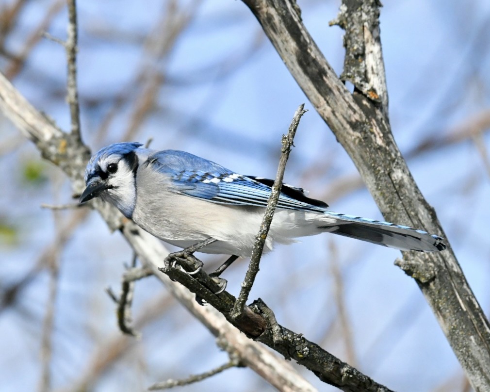 Blue Jay - ML645073118