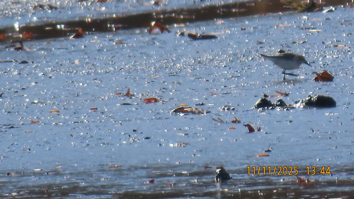 Weißbürzel-Strandläufer - ML645073131