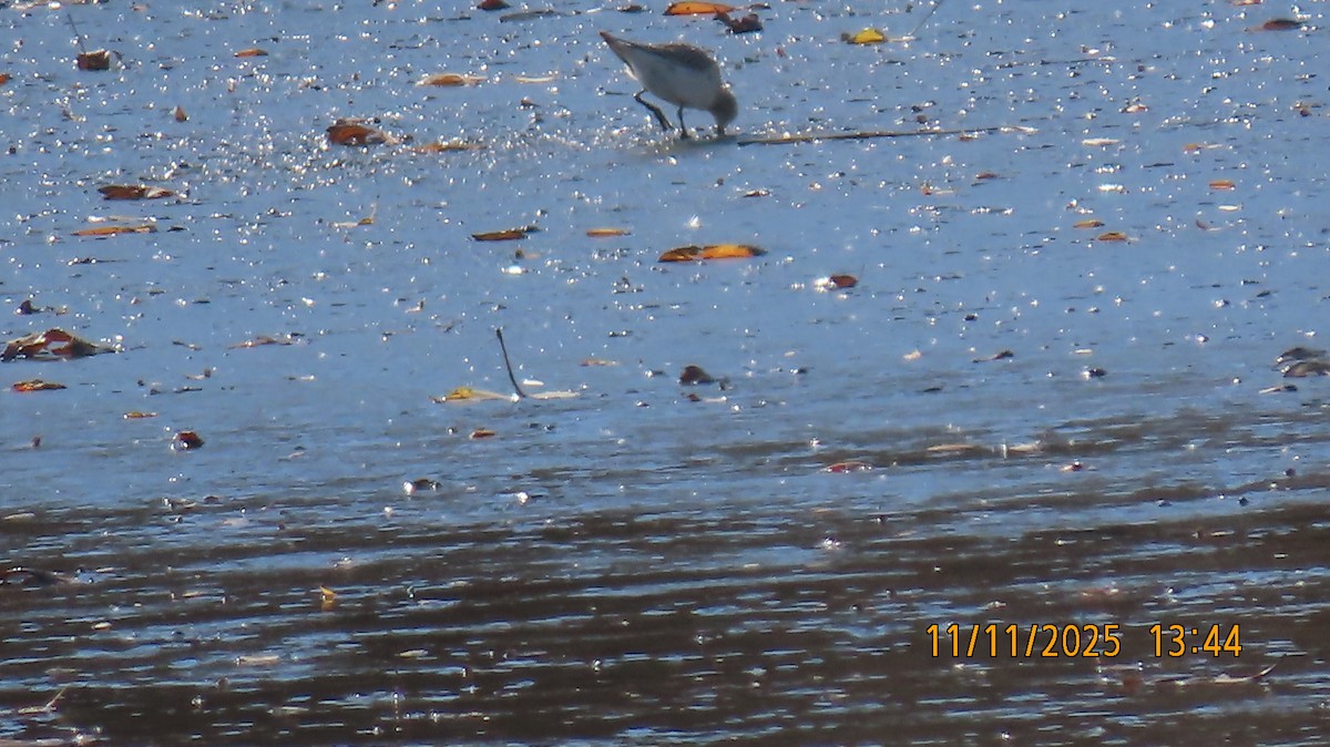 Weißbürzel-Strandläufer - ML645073132