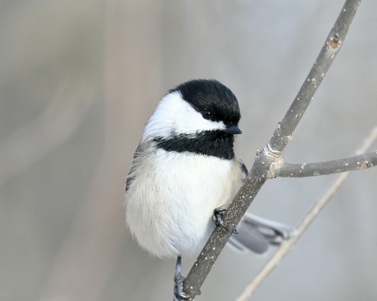 Black-capped Chickadee - ML645073133