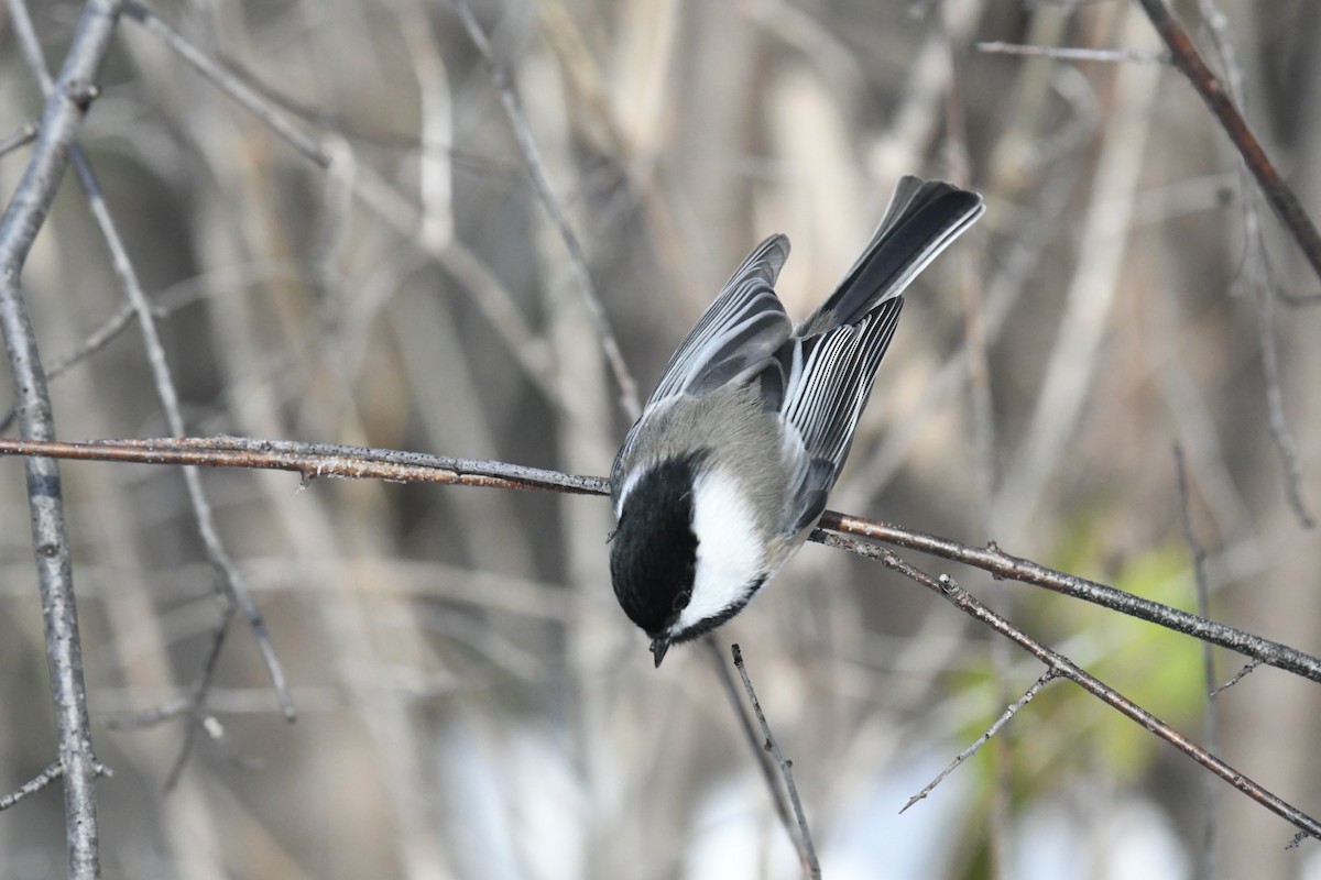 Black-capped Chickadee - ML645073134