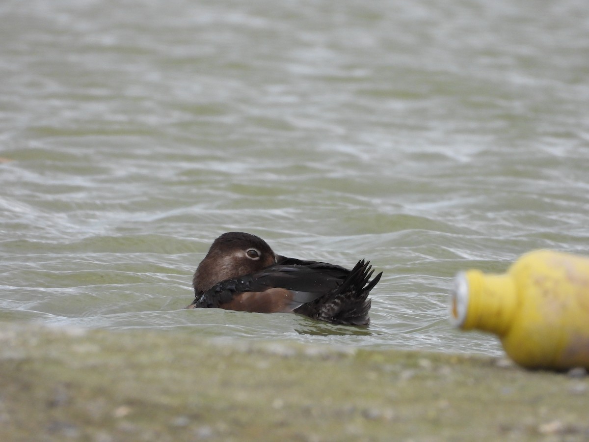 クビワキンクロ - ML645073142