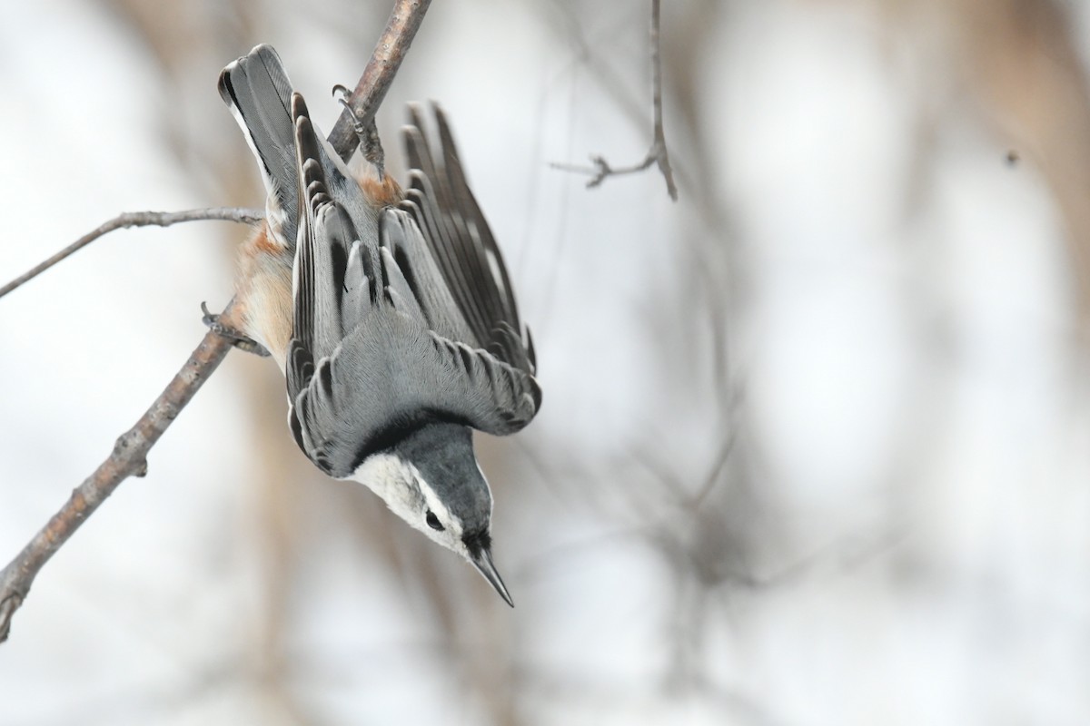 White-breasted Nuthatch - ML645073145