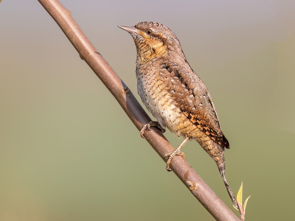 Eurasian Wryneck - Jynx torquilla - Birds of the World
