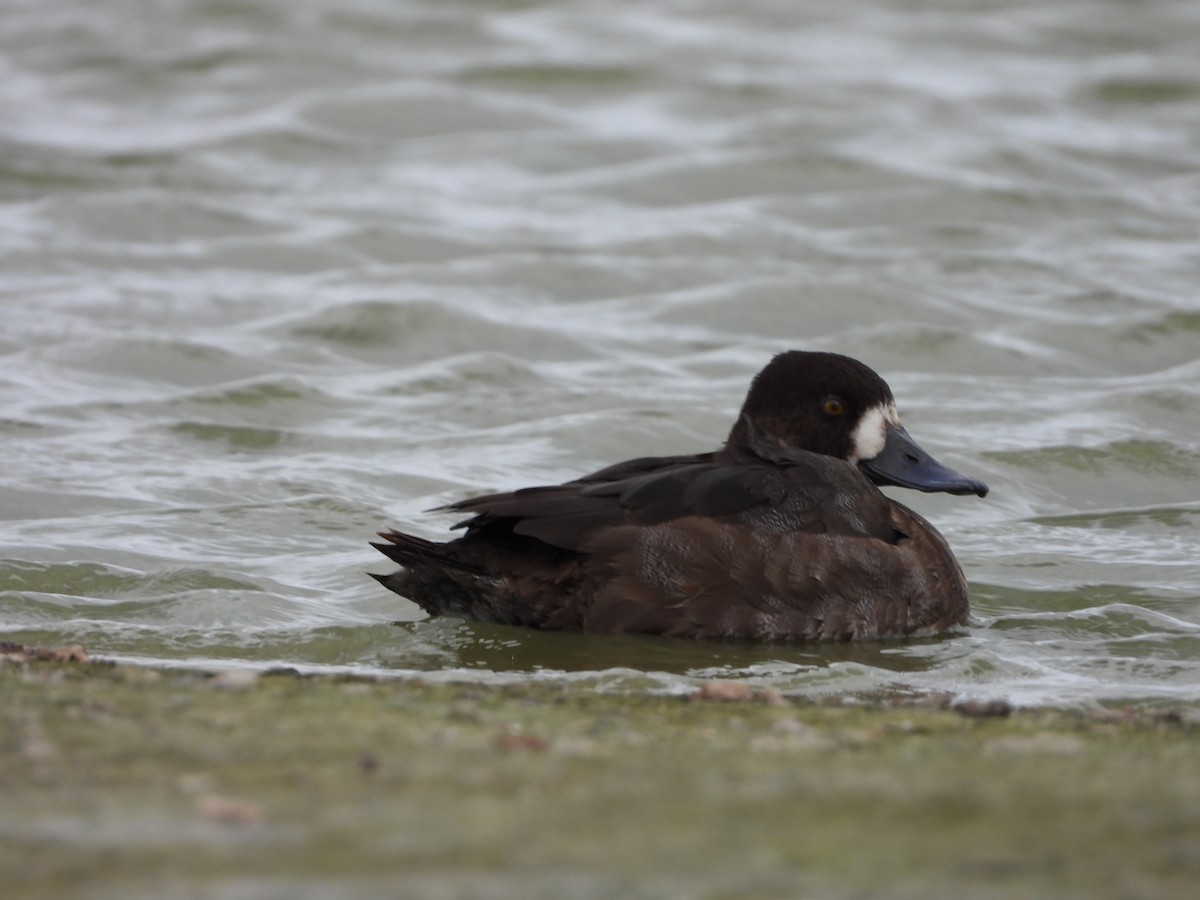 コスズガモ - ML645073155