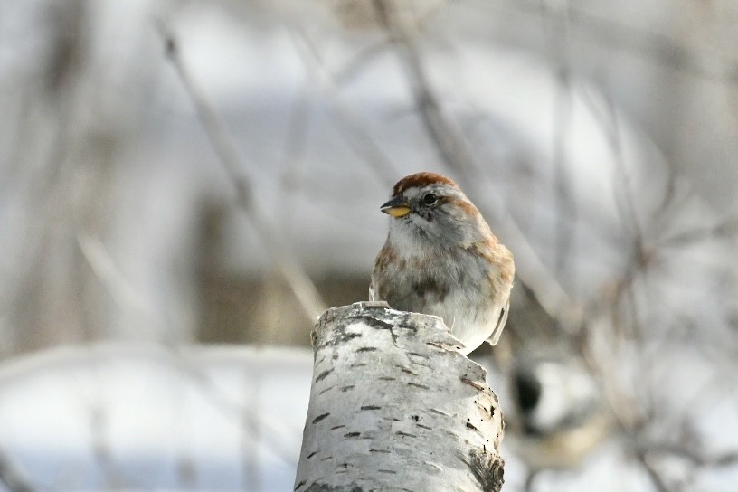 American Tree Sparrow - ML645073156